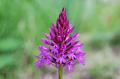 anacamptis pyramidalis